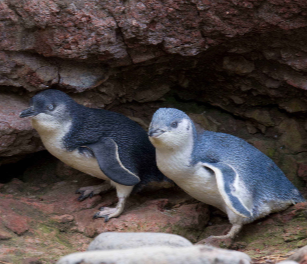 White flippered and Blue penguins